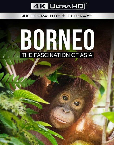 [4K蓝光原盘] [纪录片] 婆罗洲：亚洲的魅力 Borneo The Fascination of Asia (2017) / Borneo.The.Fascination.of.Asia.2017.DOCU.2160p.BluRay.REMUX.HEVC.SDR.DTS-HD.MA.5.1