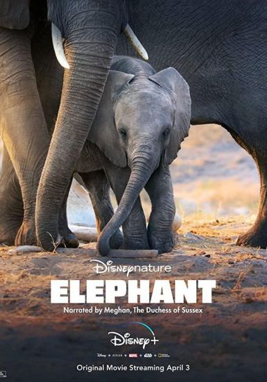 [4K纪录片] 大象 Elephant (2020) Elephant.2020.HDR.2160p.WEB.H265